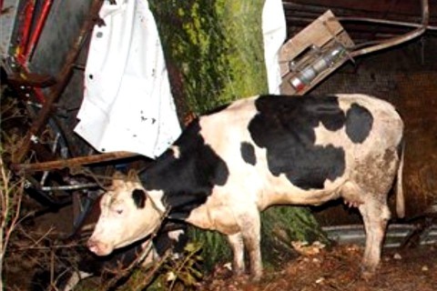 szarvasmarhák-baleset (ingyenes, )