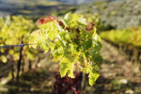 szőlő (szőlőtőke, szőlőlevél, szőlő, )