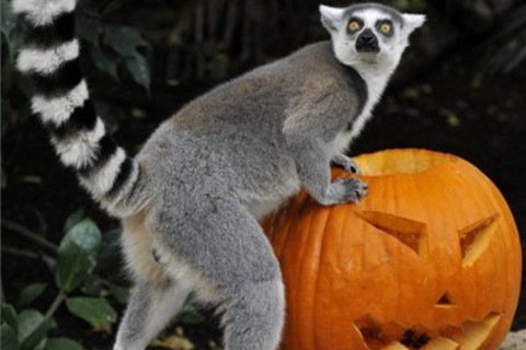 töklámpás-állatkert (ingyenes, )