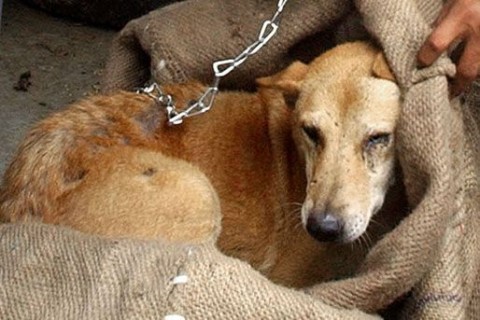 Állatkínzás (állatkínzás)