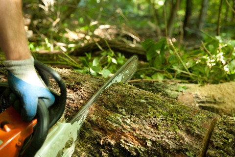 Favago(210x140)(1).jpg (favágó, )