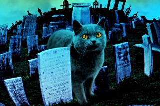 Kedvencek temetője (macska, gonosz)
