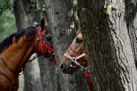 Lovak (lovak, ló, )