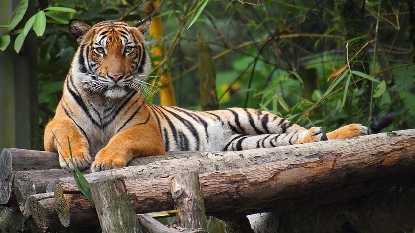 Maláj tigris (tigris)