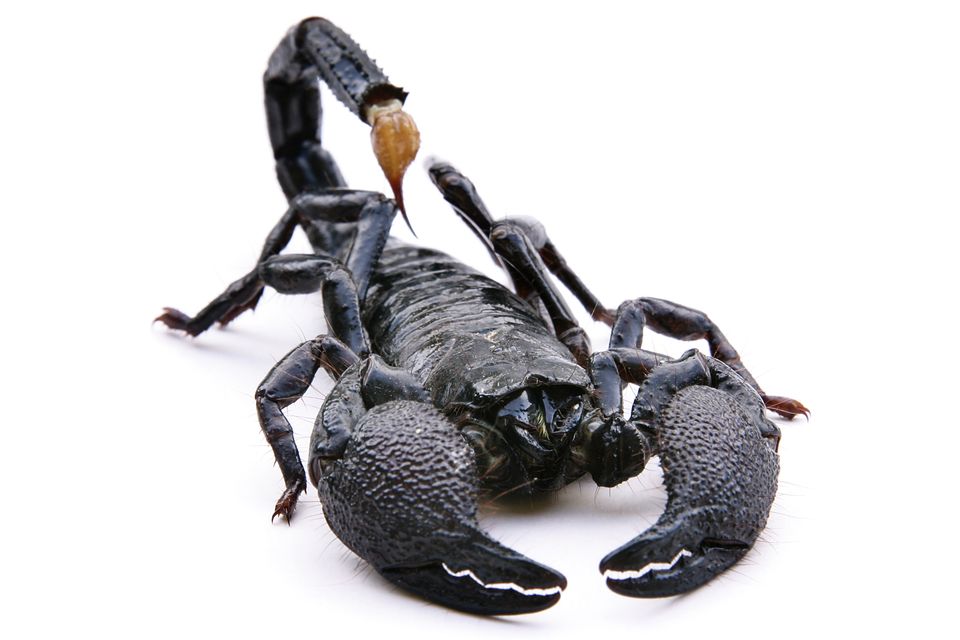 Skorpió (skorpió, )