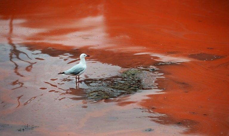 Vörössé vált tenger (vörös alga, )