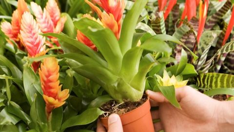 cserepes virág (virág, )