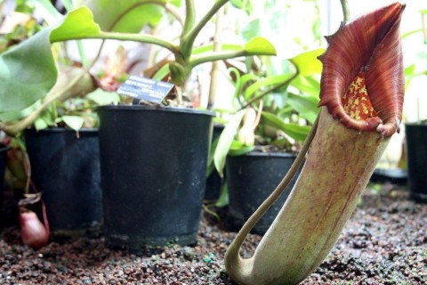 kancsóka virág (kancsóka, )