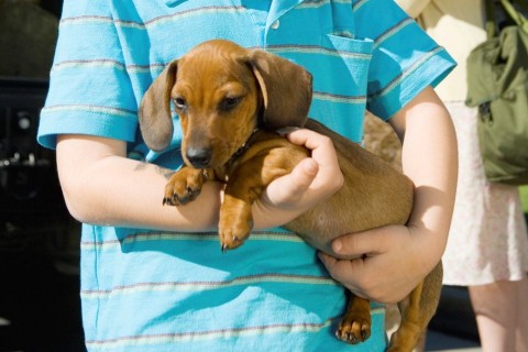 kolyokkutya(210x140)(1).jpg (kutya, kölyökkutya)