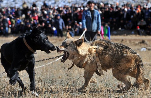 kutyaviadal (kutyaviadal, harci kutya, )