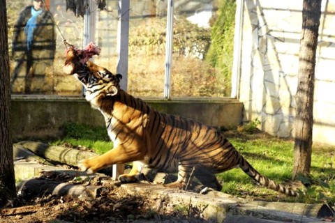 maláj tigirs (maláj tigris, )