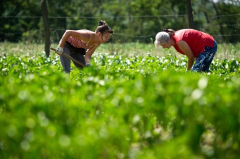 termofold(210x140)(1).jpg (termőföld, föld, földművelés, mezőgazdaság, kapálás)