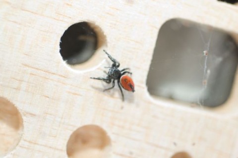 Nofertiti ugrópók (nofertiti, ugrópók, Phidippus johnsoni, )