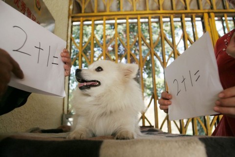 Számoló kutya (kutya, matek, kína, )