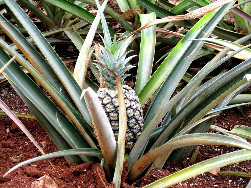 ananász (ananász, gyümölcs)