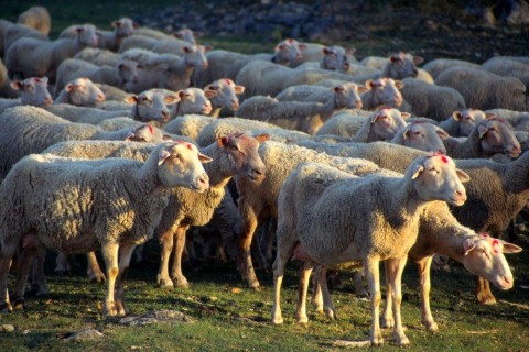 birkák (birkanyáj, )