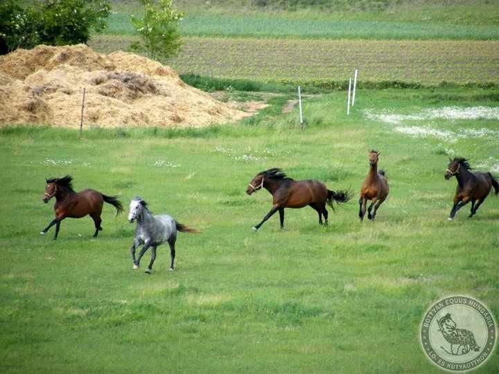elkobzott lovak (elkobzott lovak)