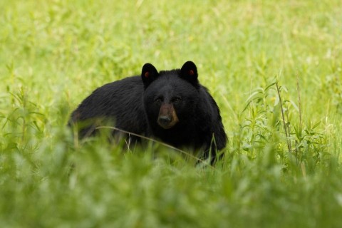 feketemedve (medve, )