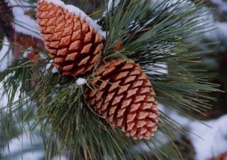 fenyőfa vásár (győr, karácsony, fenyőfa)