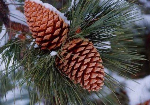fenyőfa vásár (győr, karácsony, fenyőfa)