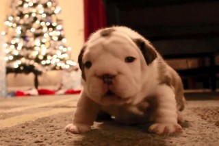 kutya (kutya, napi cuki, )