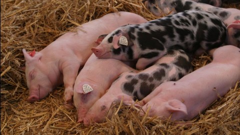 malacok (sertés, disznó, )