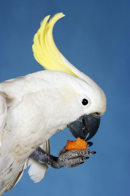 papagáj (papagáj, )