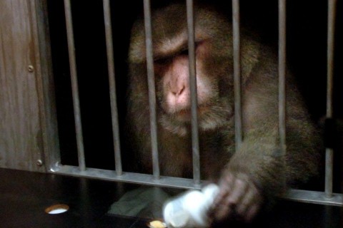 rhesusmajom (rhesus)