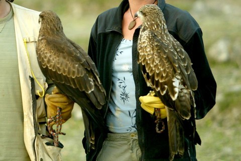 solymász (solymászat, )