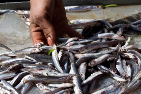 szardínia (szardínia, )