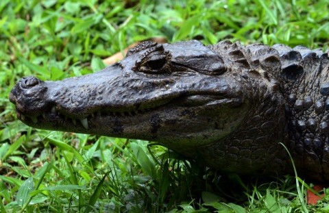 Aligátor (aligátor, )