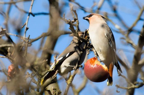 Csonttollúak (csonttollúak, madarak, )