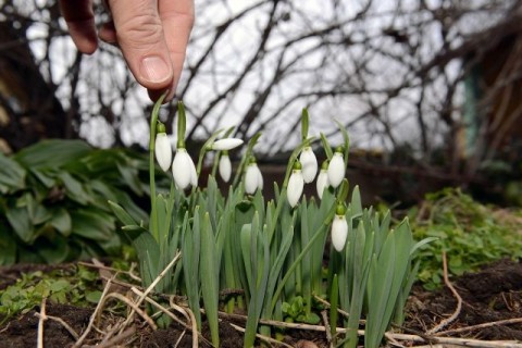 Hóvirágok Szegeden (Hóvirágok Szegeden)