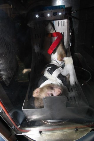 Irani-urmajom(210x140)(1).jpg (majom)