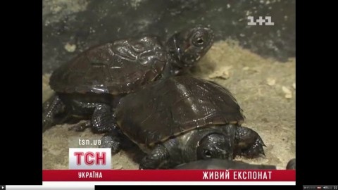 Kisteknősök (kisteknősök,)