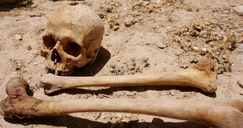 Koponya csont (koponya, csont, ember, )