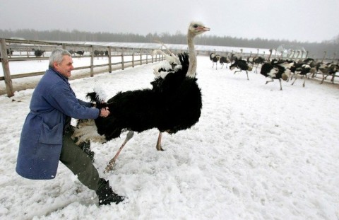 Strucc hóban (strucc, hó, fehéroroszország, )