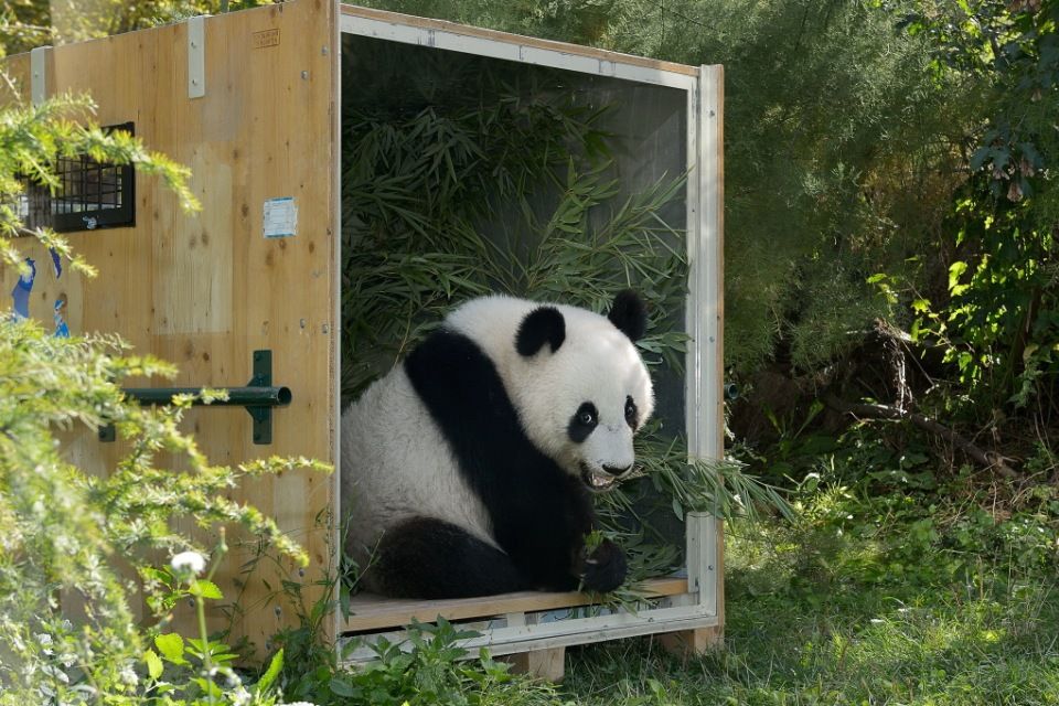 fu hu panda (panda, bécsi állatkert)