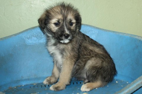 gazdira váró kutya (kutya, kiskutya, )