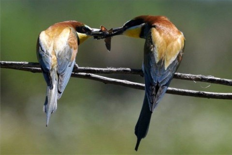 gyurgyalag-pár (ingyenes, )