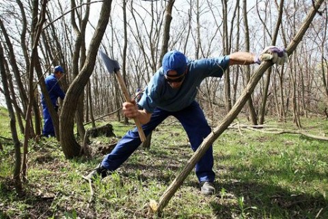 közmunkás favágó (közmunkás, közfoglalkoztatás, favágó, )