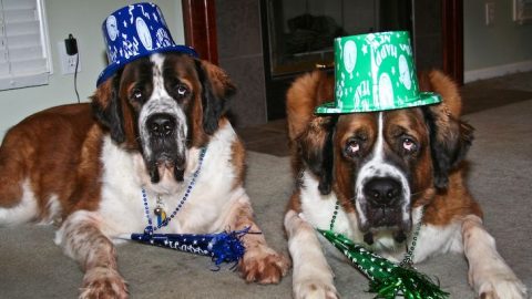 kutyak(210x140)(1).jpg (szilveszter, kutya, )