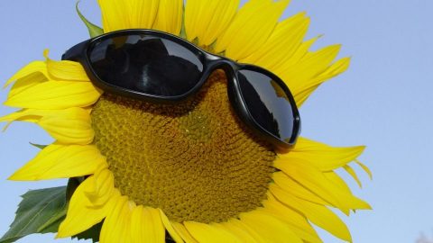 napszemüveg (napsütés, )