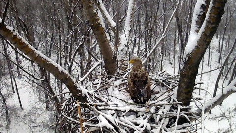 rétisas (rétisas, webkamera, )