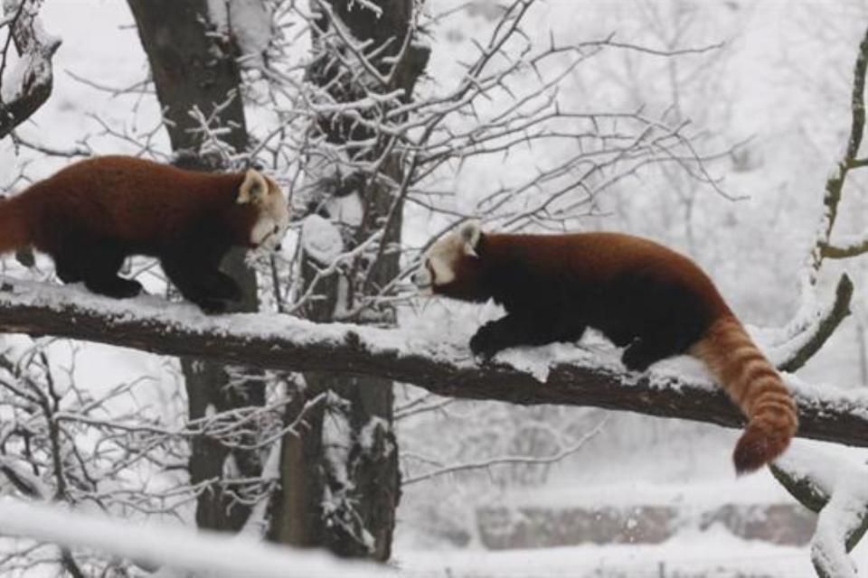 vörös macskamedve (kis panda, )