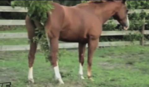 A ló és a birka párharca (paci, birka, bari, juh, állat, vakar, viszket, fácska, kerítés, evolúció, törzsfejlődés, tárgy, eszköz, eszközhasználat, harc, vetélkedő, csata, verseny, anyád ha látná, )