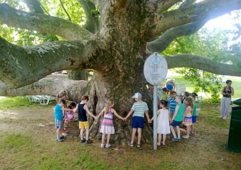 Az év fája 2012 (Az év fája)