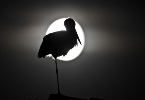 Golya-sziluett(210x140)(1).jpg (gólya, sziluett, )