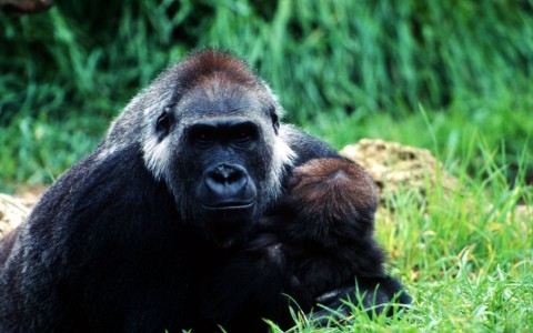 Hegyi gorilla (gorilla)