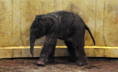 Kiselefant(210x140)(2).jpg (elefántbébi, )